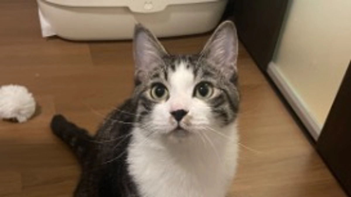 いたずら大好き