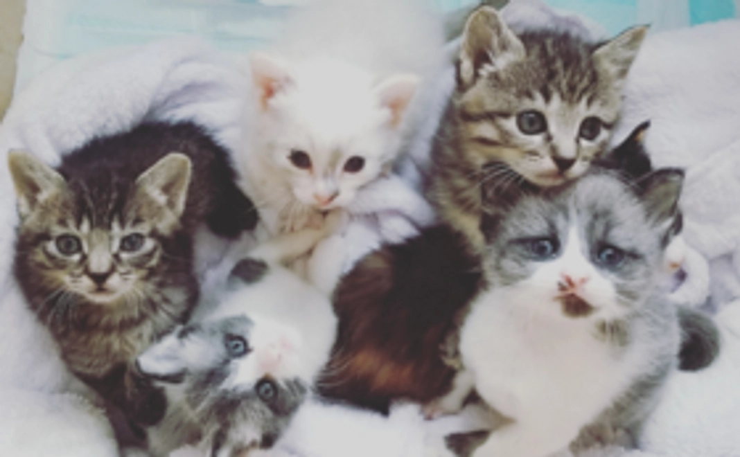 赤ちゃん猫頑張れ(2)