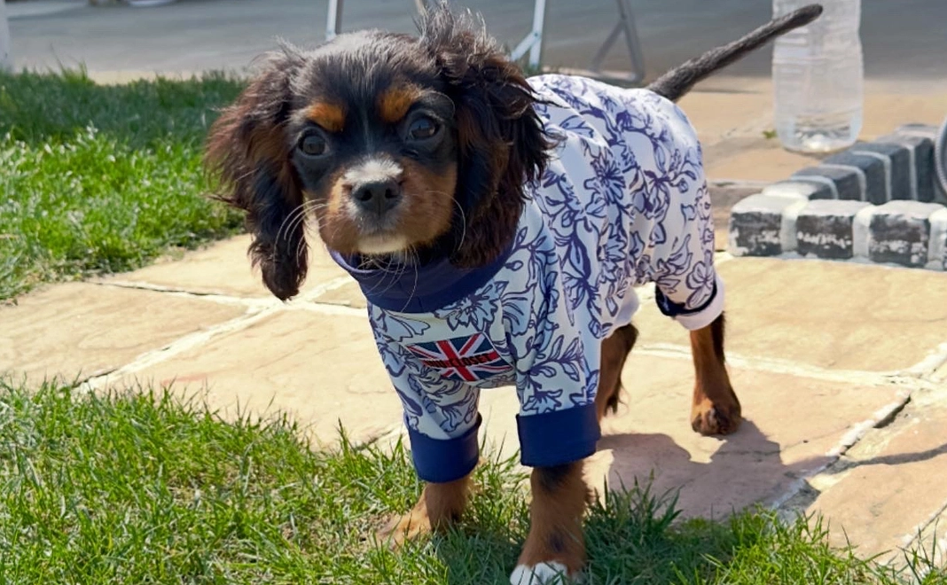 瑛にご支援をお願いします ①