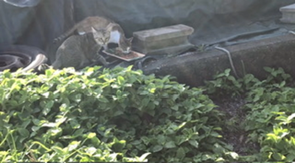 お外組頑張ってます！