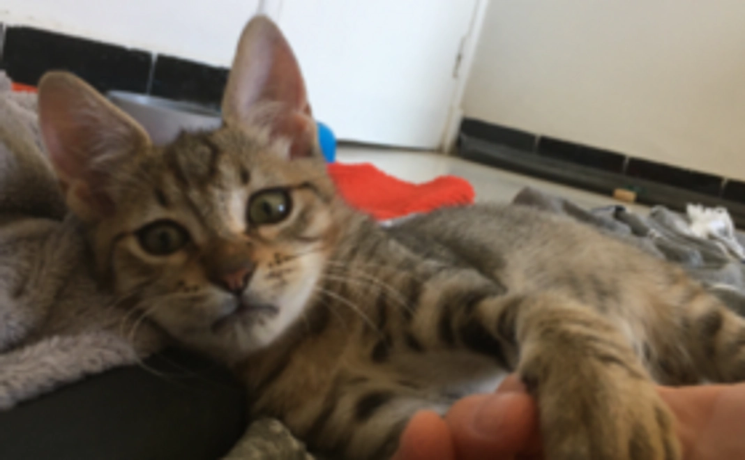 アトラ頑張れ！応援コース3000