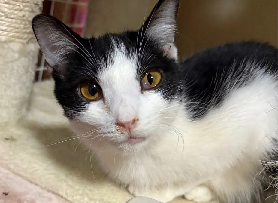 【残り2日】ありがとうございます。天ちゃんも頑張っています。