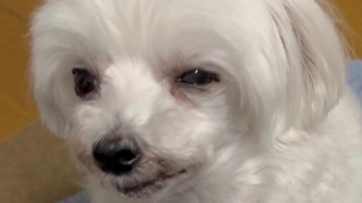 手術日のご報告です。