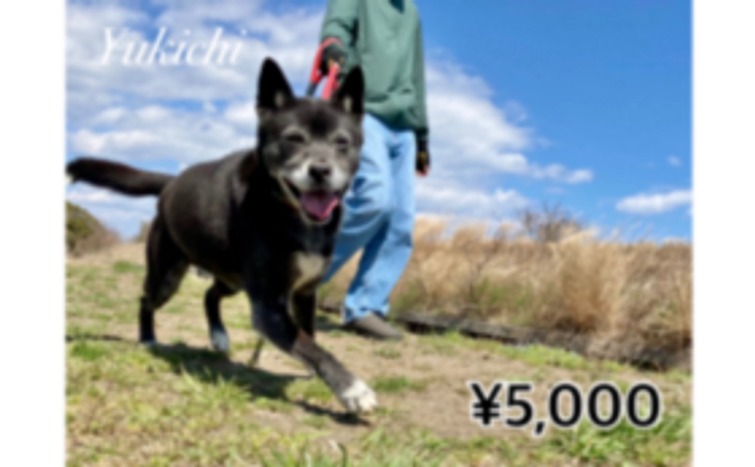 毎月応援5,000円コース