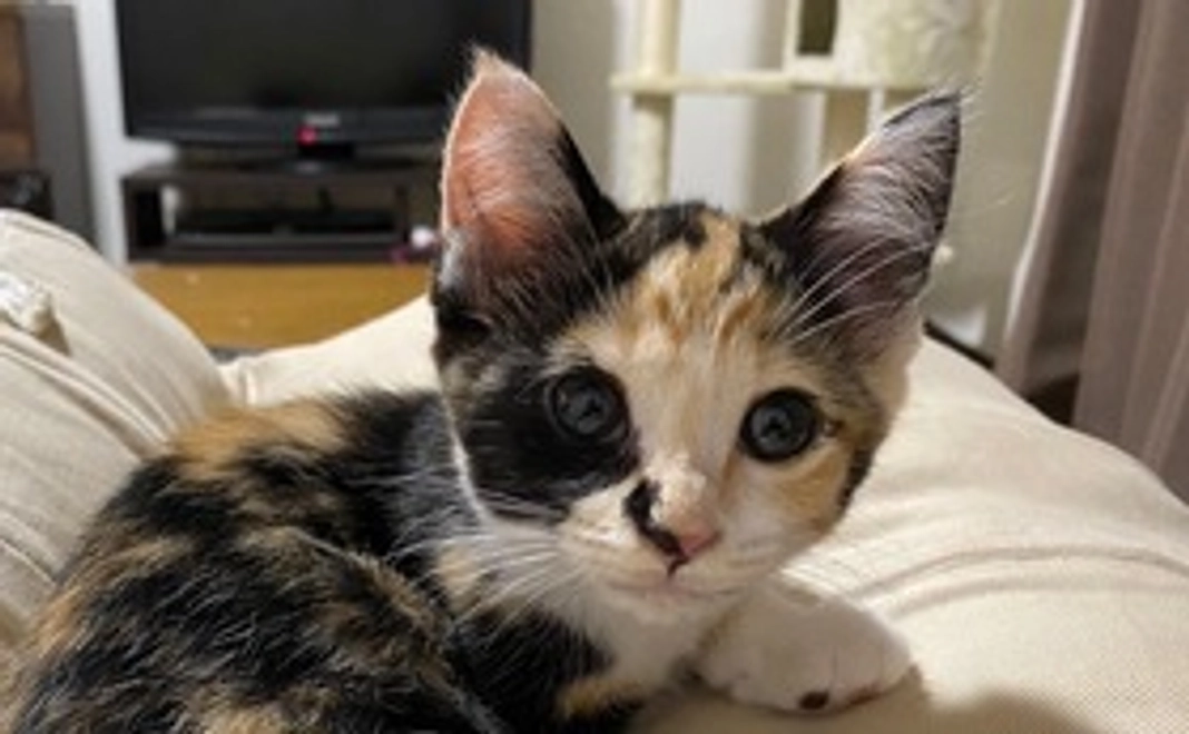 がんばれ！！ちこりん