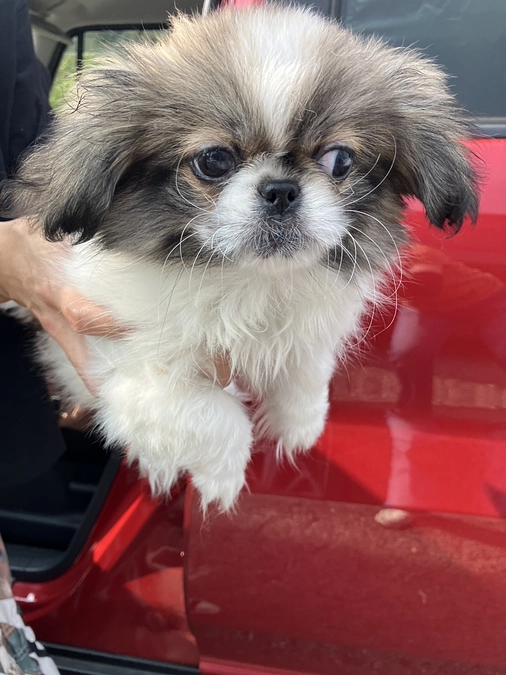 【9/3中にいけるか⁈510万の壁】ペットショップの親の子達の実態