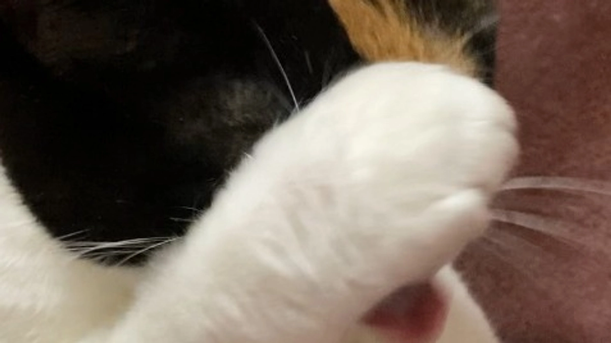 ■活動報告_18：本日のモモとご支援のお願い