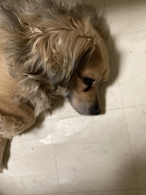 今日からは調子のよくない時のドビーでも、報告するようにしていきます。