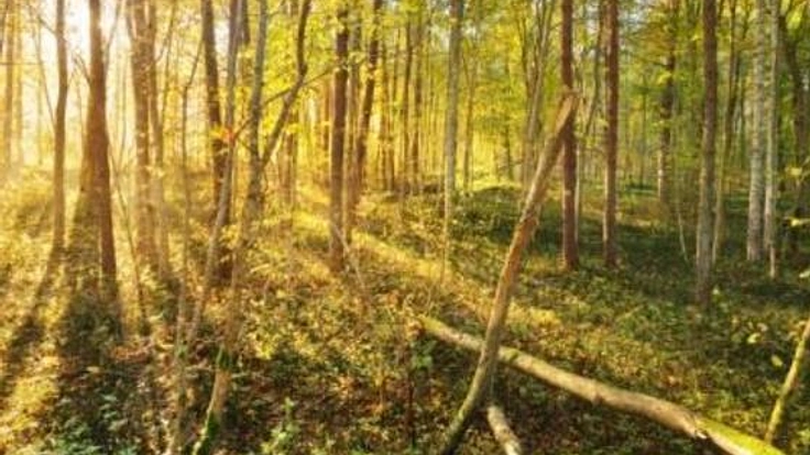 障がい児と家族のための多感覚演劇「森の物語」開幕へ！