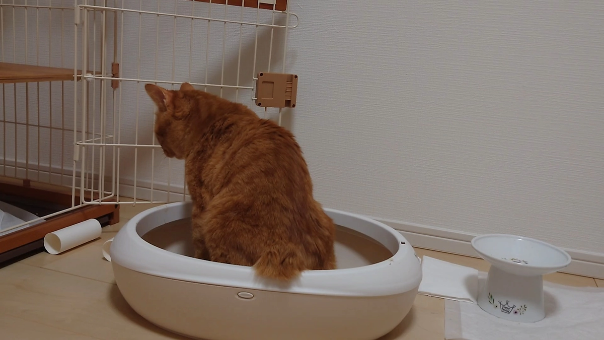 🐈ヨッちゃんの中に寄生虫の生き残りがいた～お腹からこんにちは編🐈