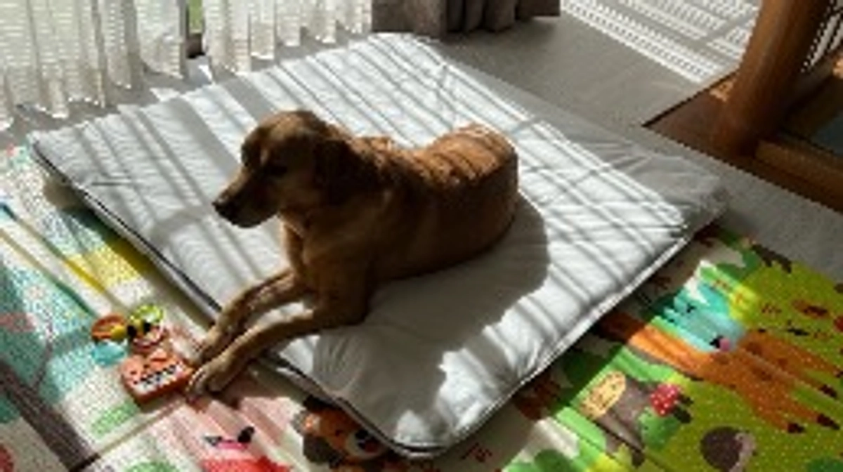 ウィルのお気に入り