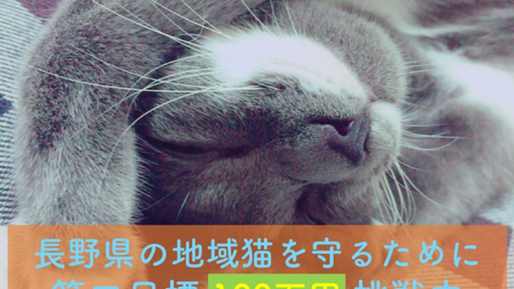 長野で地域猫の室内飼いを普及する"保護猫カフェ"をOPENしたい