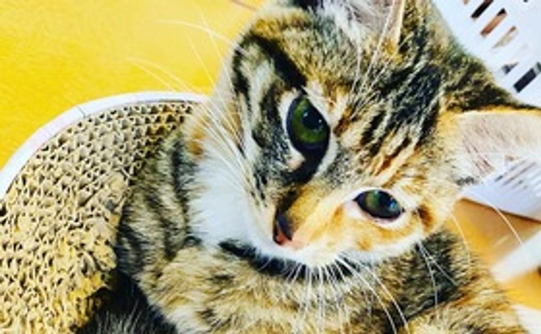 感謝の気持ちを込めたお礼のメールと画像2枚