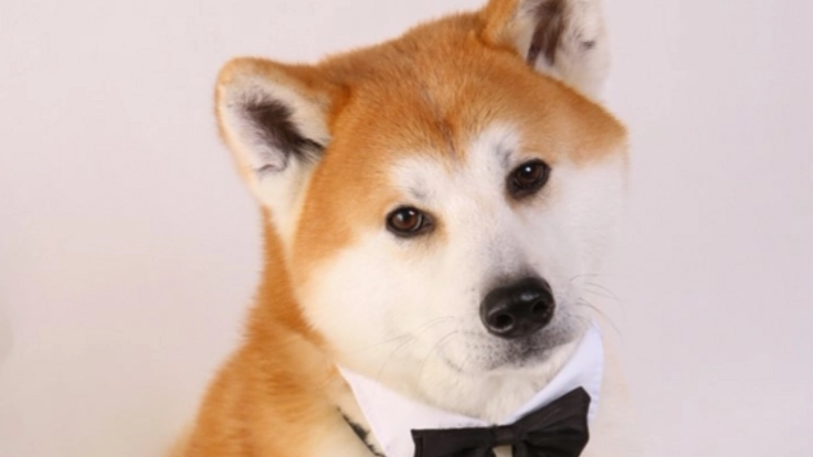 秋田犬が看板犬！ペットを同伴できるレストランを再開したい！