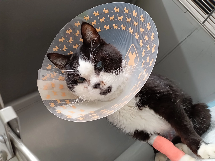 術後1日目！おしっこもちゃんとでているようです