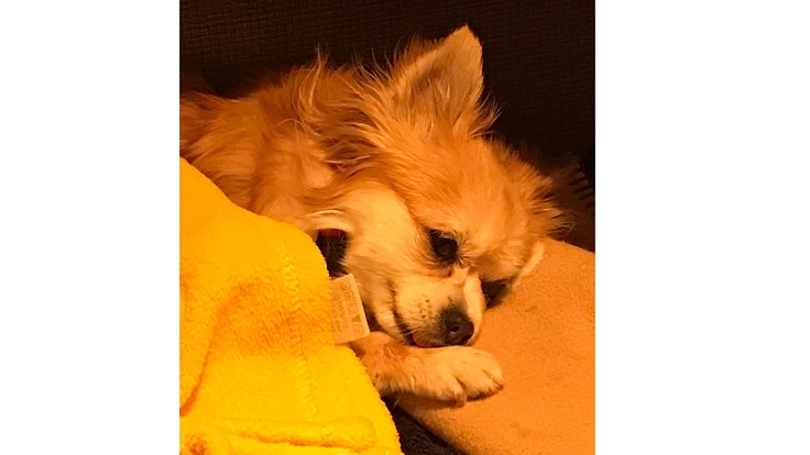 [第2弾]髄膜脳炎＆僧帽弁閉鎖不全症と闘うこつぶちゃんにご支援を！