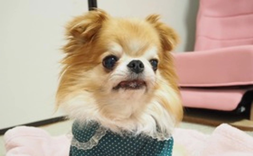 全力応援コース①