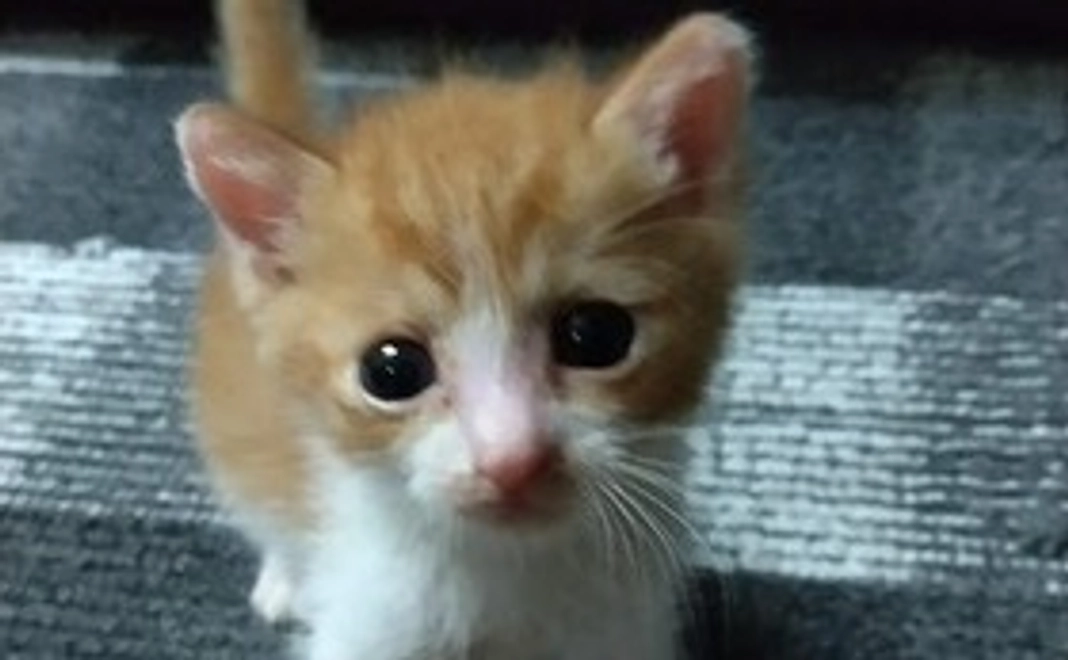 画像付きお礼のメール