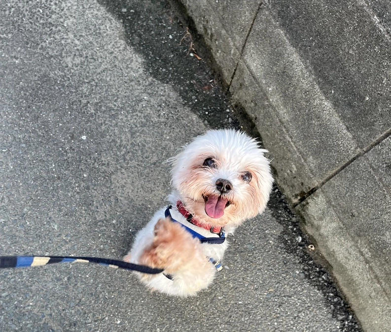 のわくんは散歩大好き