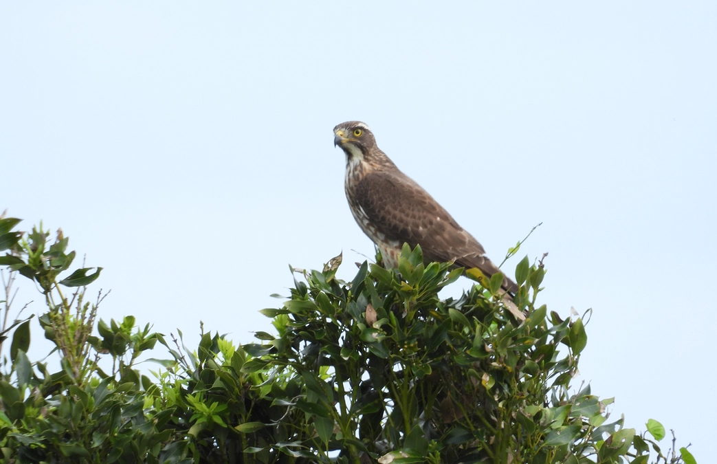 リターンのご紹介「サシバの写真コース」