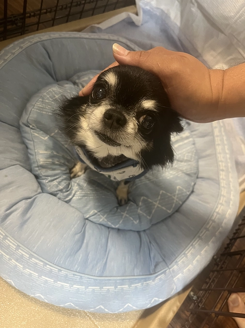 退院後の1週間検診から3日目の活動報告