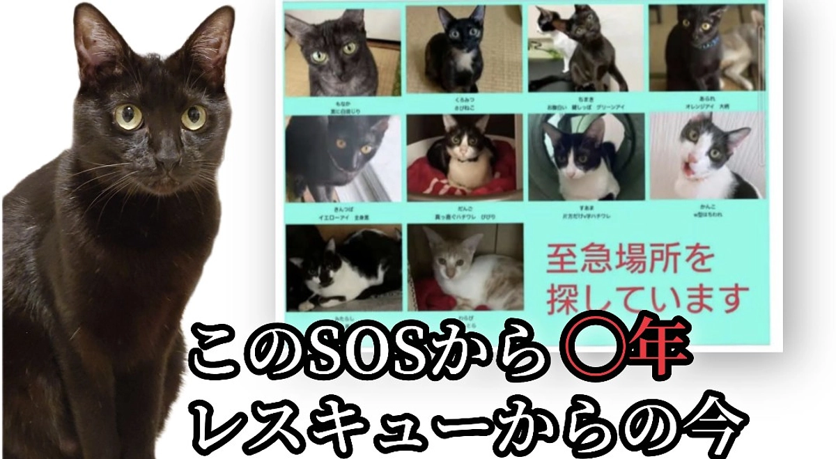 動物愛護週間です