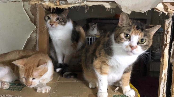 保護猫40匹の住処確保のために、どうか助けてほしいです！