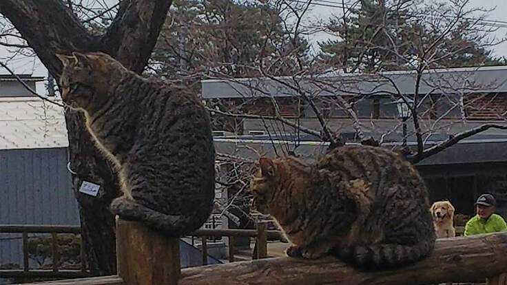 野良猫問題をなくし捨てられたり保健所に持ち込まれる子猫をなくしたい