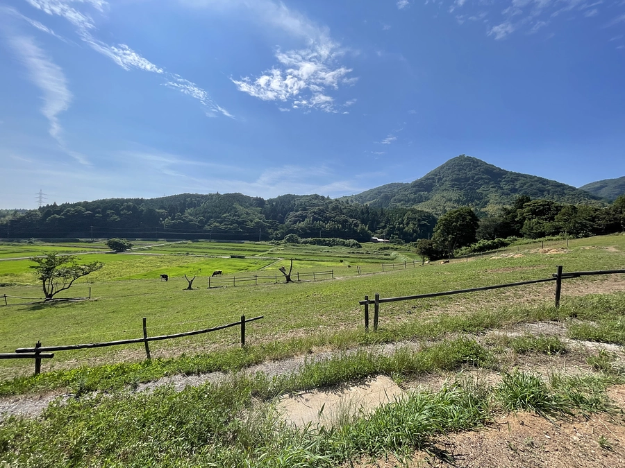 よつばも元気です🐮