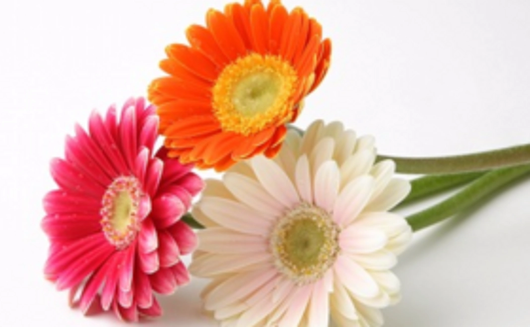 Happy mam応援コース