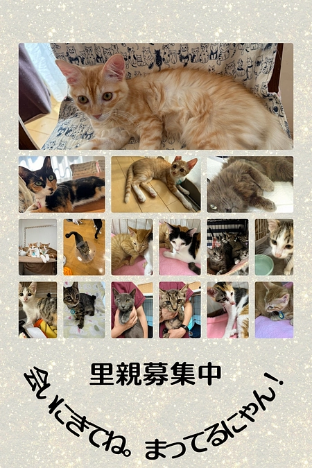 輪島時から保護した猫達、少しずつ慣れてきました