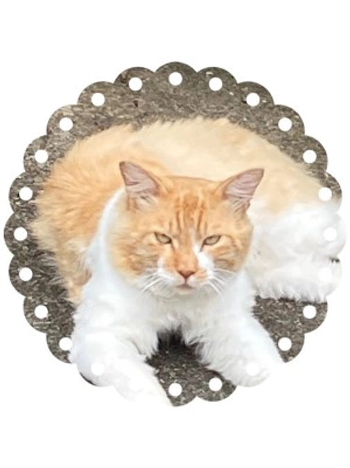 【応援メッセージ】O様　ご相談者　｜　譲渡会開催のお知らせ　6月24日（土）＠千葉市都賀の台