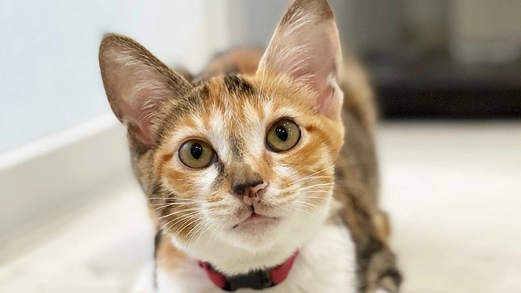 難病【FIP】発症。子猫のつばきの命を救ってください!