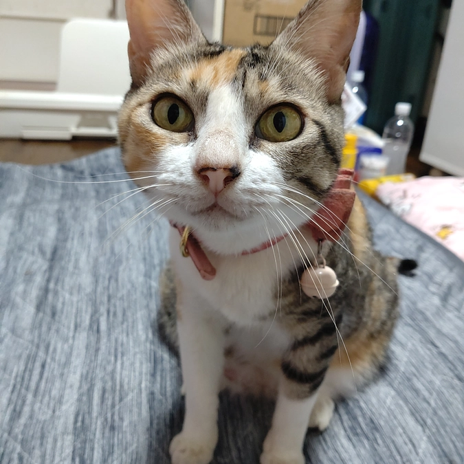 おすまし　すずちゃん💕