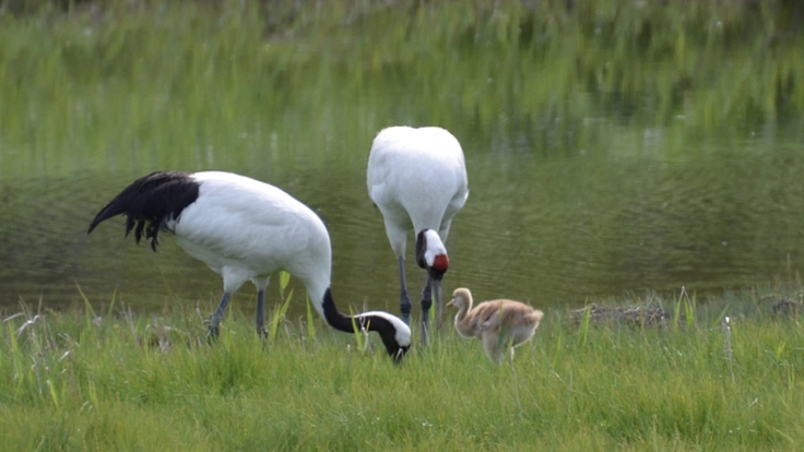 タンチョウが安心して暮らせる社会を、皆様とともにつくりたい！
