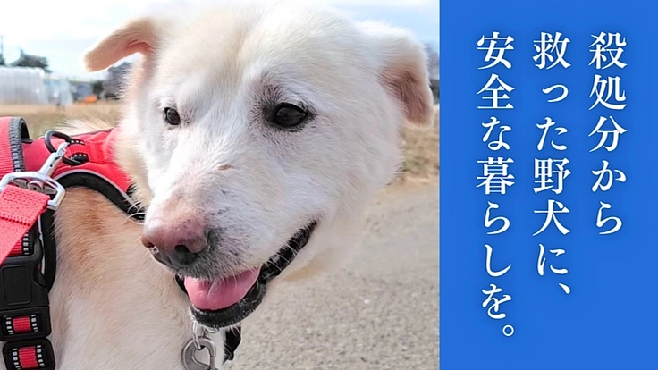 殺処分から救った野犬の日常を守りたい！大規模修繕し、安心の棲家へ