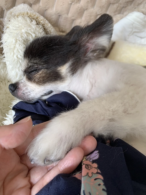 毎日のネブライザー