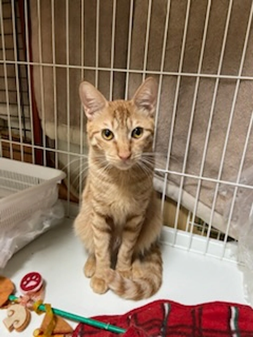 シナモン　FIP投薬中59/84日目