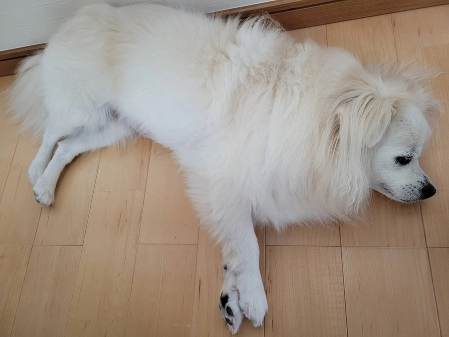 【残り11日】諦めずに頑張ります！