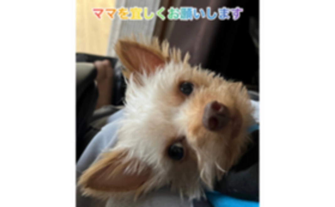 全力応援1,000円コース（リターンなし）