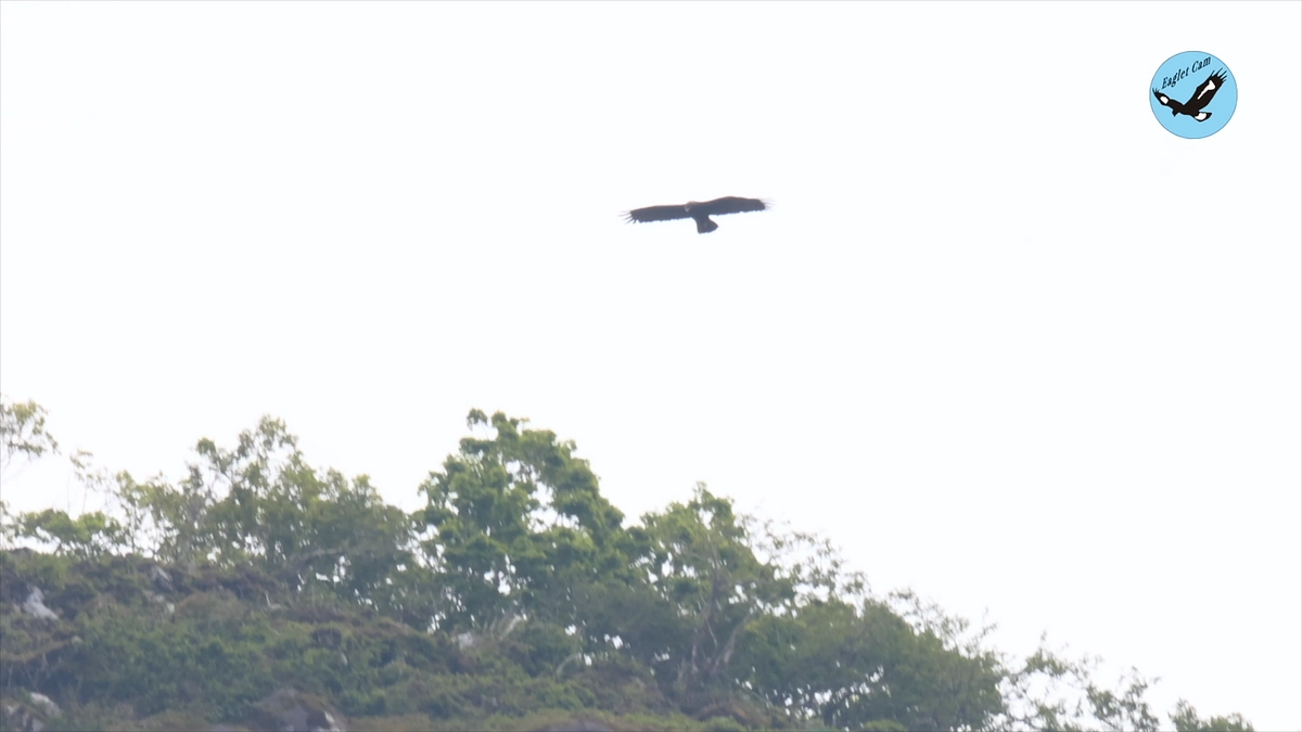 伊吹山のイヌワシ繁殖状況2024年5月19日