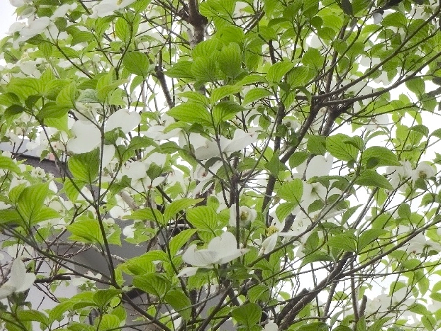 diary Vol.62　薬のこと、体調のこと。