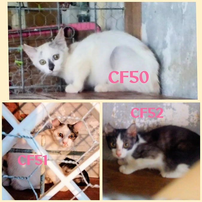 CF４９～５２までTNR終了しました