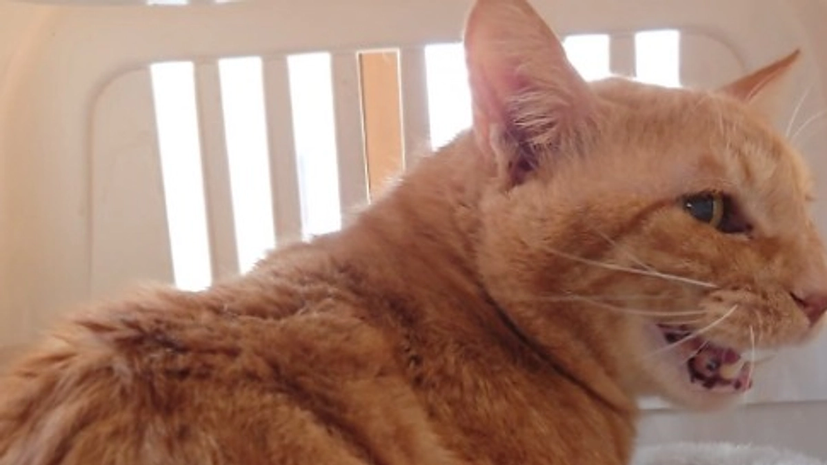 🐈ヨッちゃんかかりつけの動物病院に検査に行く～ごほうびのチュール編～🐈