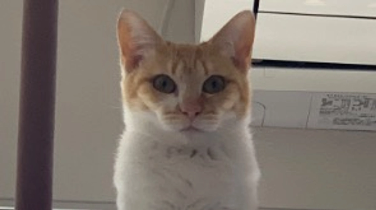 投薬76日目（プロジェクト開始36日目）