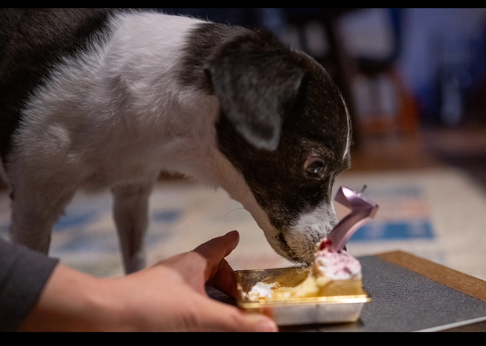 ニコちゃん誕生日2