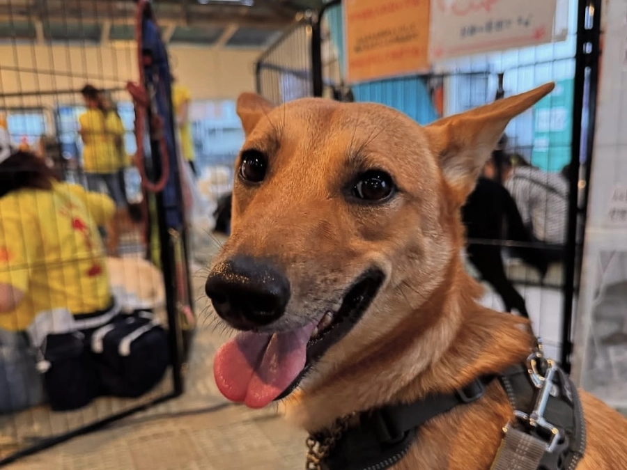 里親さまからのメッセージ　サスケのご家族より