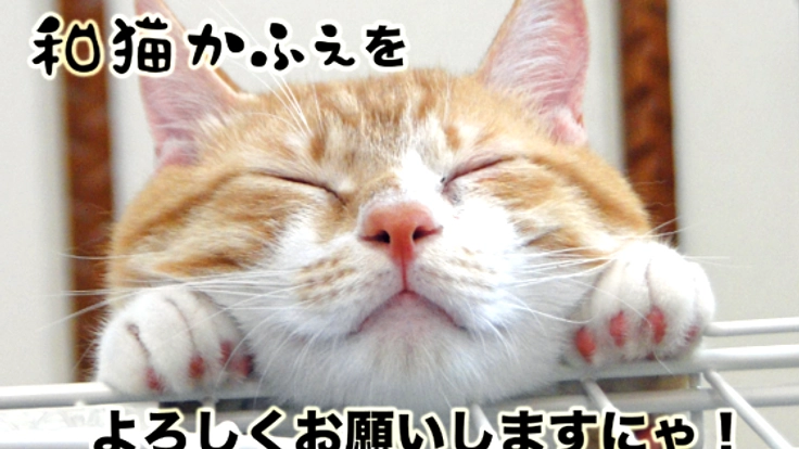 猫の幸せが一番大事。保護猫カフェ☆和猫かふぇ改装プロジェクト