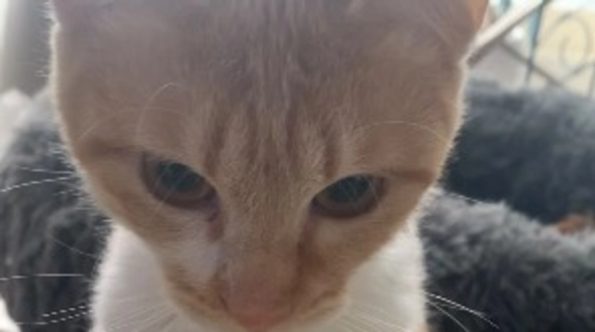 投薬73日目（プロジェクト開始33日目）