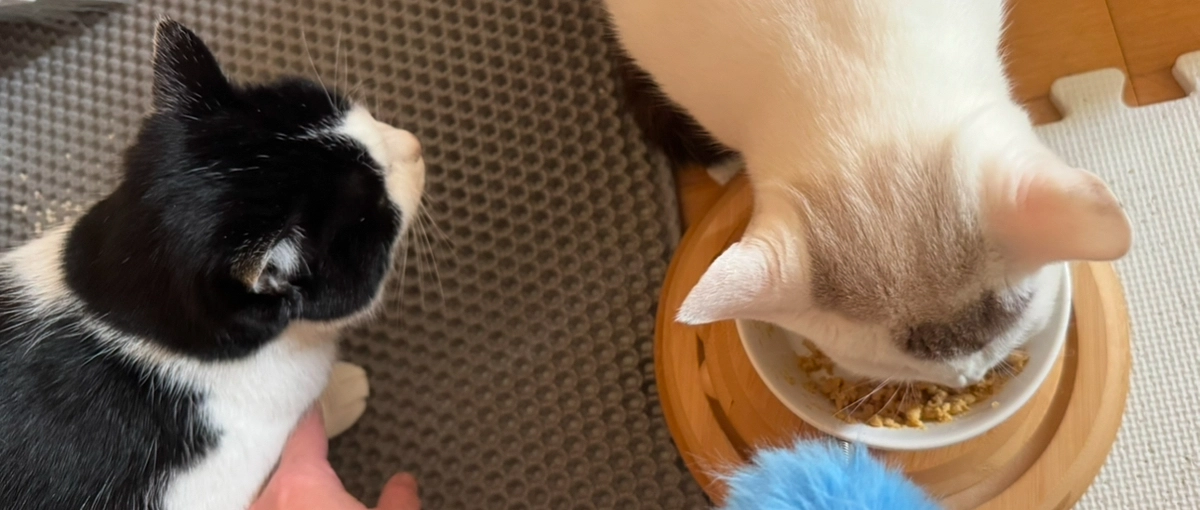 シンバの成長とアテネの食欲